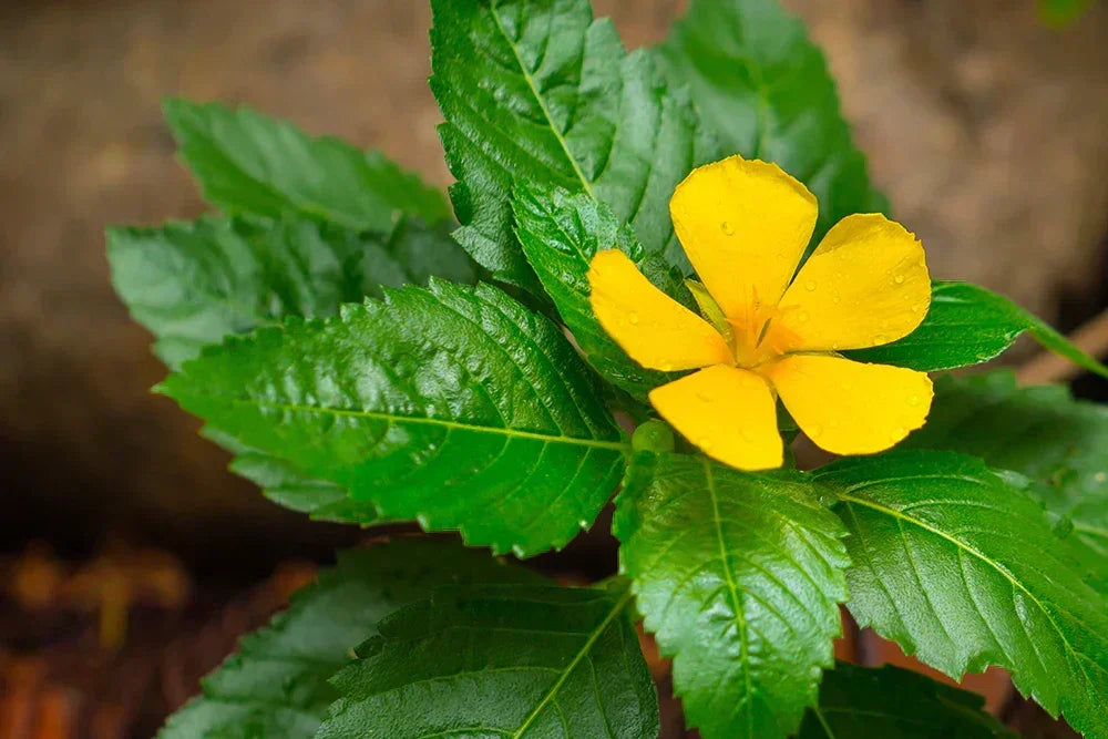 Damiana : où acheter ?