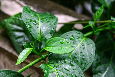 Découvrez les Secrets du Gymnema Sylvestre : La Plante Anti-Sucre pour Réguler Votre Appétit !