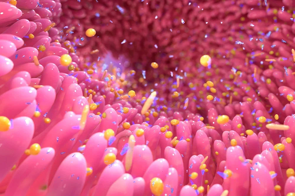 Lactobacillus gasseri : un allié naturel pour l’équilibre de la flore intestinale