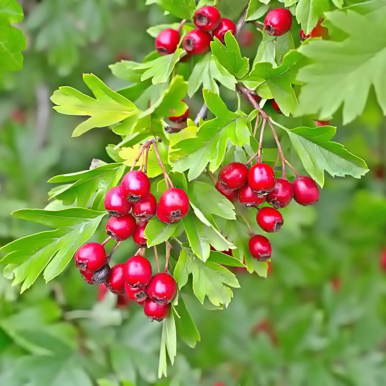 TensioZen - Tension artérielle
