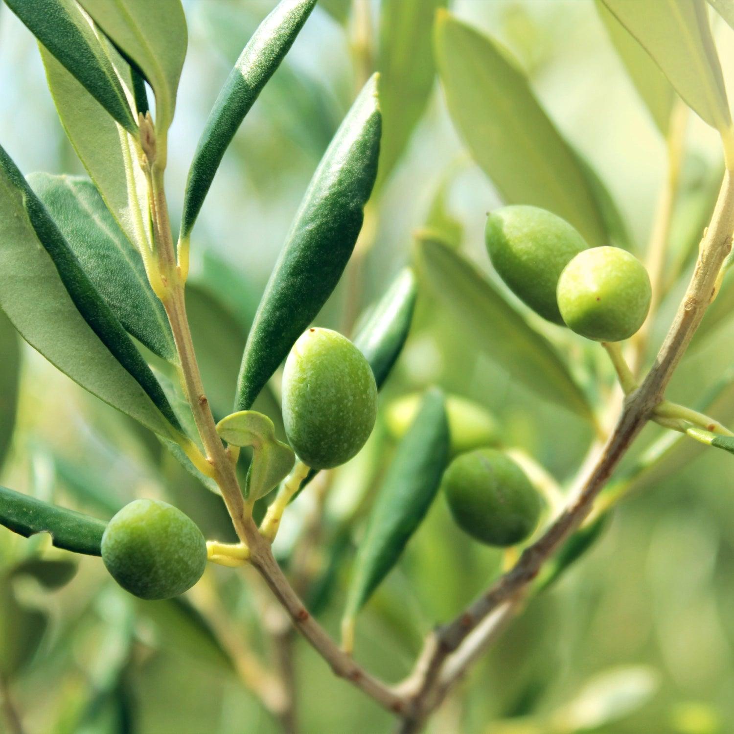 TensioZen - Tension artérielle